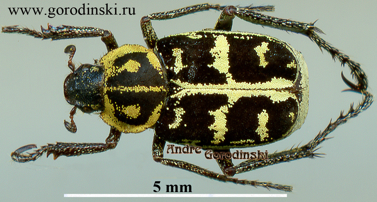 http://www.gorodinski.ru/scarabs/Hoplia paivae.jpg